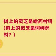 树上的灵芝是啥药材呀(树上的灵芝是何种药材？)