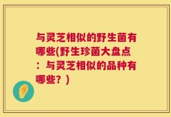 与灵芝相似的野生菌有哪些(野生珍菌大盘点：与灵芝相似的品种有哪些？)