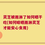 灵芝被雨淋了如何晒干吃(如何晾晒雨淋灵芝才能安心食用)