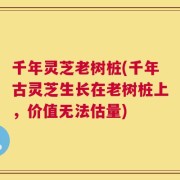 千年灵芝老树桩(千年古灵芝生长在老树桩上，价值无法估量)