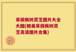 采摘枫树灵芝图片大全大图(精美采摘枫树灵芝高清图片合集)