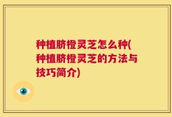 种植脐橙灵芝怎么种(种植脐橙灵芝的方法与技巧简介)