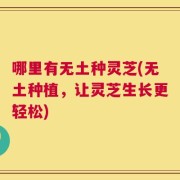 哪里有无土种灵芝(无土种植，让灵芝生长更轻松)