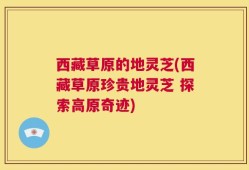 西藏草原的地灵芝(西藏草原珍贵地灵芝 探索高原奇迹)