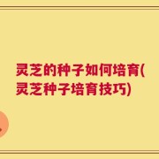 灵芝的种子如何培育(灵芝种子培育技巧)