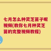七月怎么种灵芝苗子呢视频(教你七月种灵芝苗的完整视频教程)