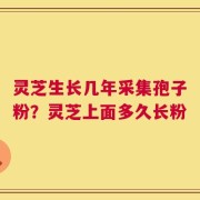 灵芝生长几年采集孢子粉？灵芝上面多久长粉