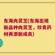 东海肉灵芝(东海出现新品种肉灵芝，珍贵药材再添新成员)