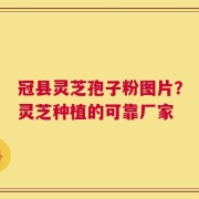 冠县灵芝孢子粉图片？灵芝种植的可靠厂家