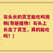 石头长的灵芝能吃吗视频(奇葩植物！石头上长出了灵芝，真的能吃吗？)