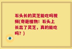 石头长的灵芝能吃吗视频(奇葩植物！石头上长出了灵芝，真的能吃吗？)