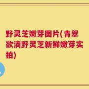 野灵芝嫩芽图片(青翠欲滴野灵芝新鲜嫩芽实拍)