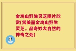 金鸡山野生灵芝图片欣赏(赏美丽金鸡山野生灵芝，品奇妙大自然的神奇之处)