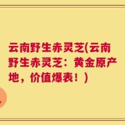 云南野生赤灵芝(云南野生赤灵芝：黄金原产地，价值爆表！)