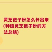 灵芝孢子粉怎么长出来(种植灵芝孢子粉的方法总结)