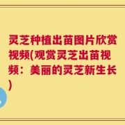 灵芝种植出苗图片欣赏视频(观赏灵芝出苗视频：美丽的灵芝新生长)