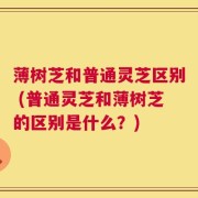 薄树芝和普通灵芝区别 (普通灵芝和薄树芝的区别是什么？)