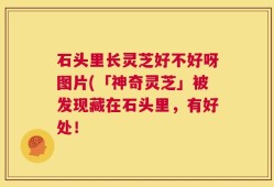 石头里长灵芝好不好呀图片(「神奇灵芝」被发现藏在石头里，有好处！