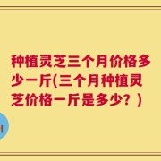 种植灵芝三个月价格多少一斤(三个月种植灵芝价格一斤是多少？)