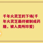 千年火灵芝的下场(千年火灵芝最终被制成药膳，被人类所珍爱)