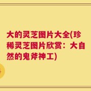 大的灵芝图片大全(珍稀灵芝图片欣赏：大自然的鬼斧神工)