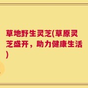 草地野生灵芝(草原灵芝盛开，助力健康生活)