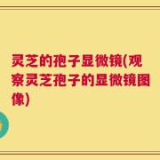 灵芝的孢子显微镜(观察灵芝孢子的显微镜图像)