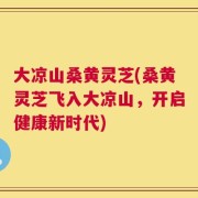 大凉山桑黄灵芝(桑黄灵芝飞入大凉山，开启健康新时代)