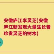 安徽庐江李灵芝(安徽庐江新发现大量生长着珍贵灵芝的树木)