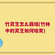 竹灵芝怎么栽培(竹林中的灵芝如何培育)