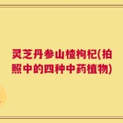 灵芝丹参山楂枸杞(拍照中的四种中药植物)