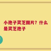 小孢子灵芝图片？什么是灵芝孢子