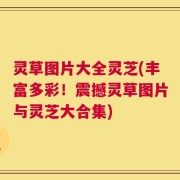 灵草图片大全灵芝(丰富多彩！震撼灵草图片与灵芝大合集)