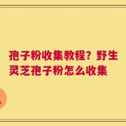孢子粉收集教程？野生灵芝孢子粉怎么收集