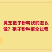 灵芝孢子粉粉状的怎么做？孢子粉种植全过程