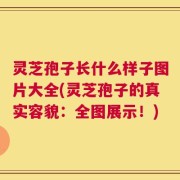 灵芝孢子长什么样子图片大全(灵芝孢子的真实容貌：全图展示！)