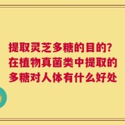 提取灵芝多糖的目的？在植物真菌类中提取的多糖对人体有什么好处