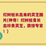 烂树桩长出来的灵芝图片(神奇！烂树桩竟长出珍贵灵芝，震惊专家！)
