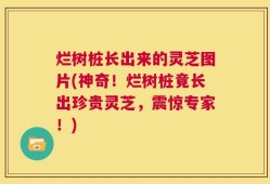 烂树桩长出来的灵芝图片(神奇！烂树桩竟长出珍贵灵芝，震惊专家！)