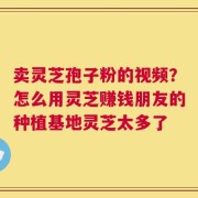 卖灵芝孢子粉的视频？怎么用灵芝赚钱朋友的种植基地灵芝太多了