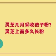 灵芝几月采收孢子粉？灵芝上面多久长粉