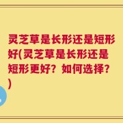 灵芝草是长形还是短形好(灵芝草是长形还是短形更好？如何选择？)