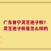 广东普宁灵芝孢子粉？灵芝孢子粉是怎么样的