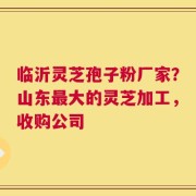 临沂灵芝孢子粉厂家？山东最大的灵芝加工，收购公司