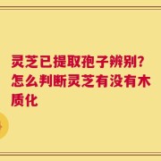 灵芝已提取孢子辨别？怎么判断灵芝有没有木质化