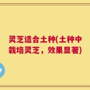 灵芝适合土种(土种中栽培灵芝，效果显著)