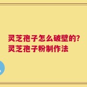 灵芝孢子怎么破壁的？灵芝孢子粉制作法