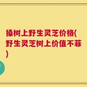 搡树上野生灵芝价格(野生灵芝树上价值不菲)
