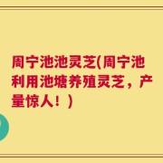 周宁池池灵芝(周宁池利用池塘养殖灵芝，产量惊人！)