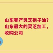 山东哪产灵芝孢子油？山东最大的灵芝加工，收购公司